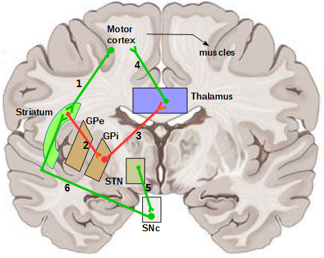 basal ganglia